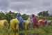 Kharif Crops Sowing Area Increases Significantly as Compared to Last Year