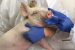 New Strain of Swine Flu Virus having Human Pandemic Potential Discovered in China