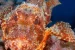 Scorpaenospsis neglecta: Rare fish found in Gulf of Mannar