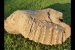 Stegodon Fossil discovered from Saharanpur estimated to be 5 to 8 Million Years Old