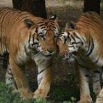 Rajasthan’s Ramgarh Vishdhari Sanctuary