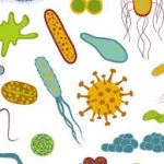 Pit Latrines: Unique Microbial Ecosystems with Environmental Implications