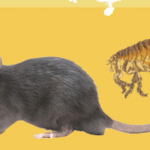 Bubonic Plague in Mongolia: Recent Update