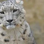 Snow Leopard Trust