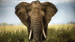 Satellite images for Elephant Survey