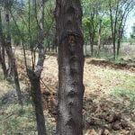 India’s Sandalwood trees facing serious threats from Sandalwood Spike Disease