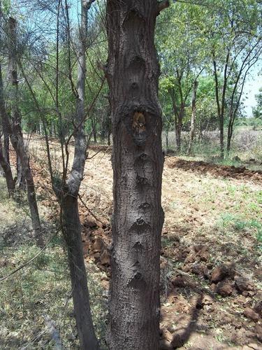 India S Sandalwood Trees Facing Serious Threats From Sandalwood Spike Disease Gktoday India S Sandalwood Trees Facing Serious Threats From Sandalwood Spike Disease Gktoday