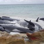 380 whales dead due to Mass Stranding in Australia