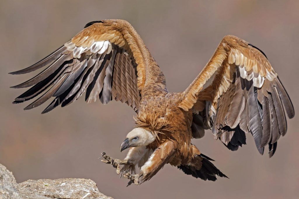 National Action Plan for Vulture Conservation, 20202025 GKToday