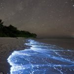 What are the Blue tides spotted at Mumbai beaches?