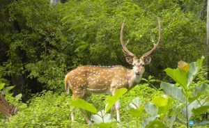 राजस्थान के वनस्पति और जीव