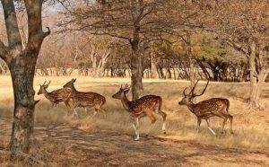 राजस्थान के राष्ट्रीय उद्यान