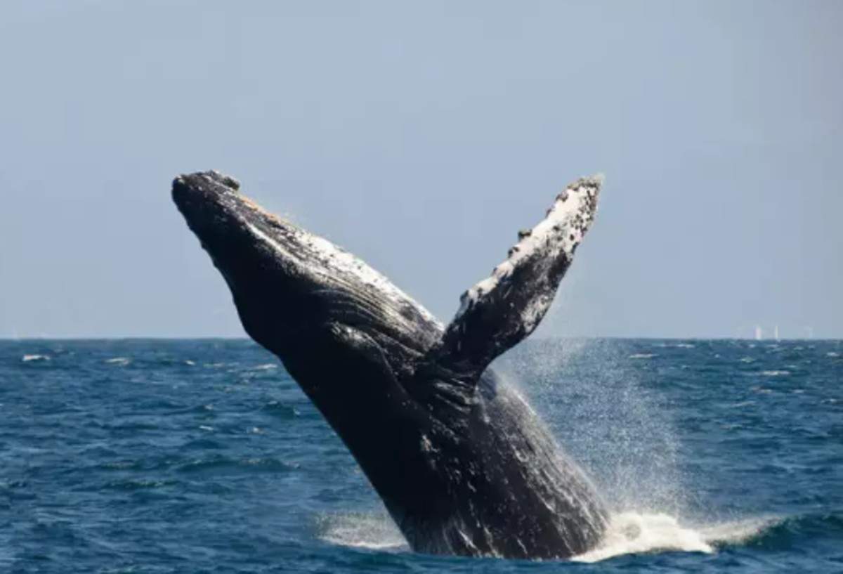 New Population of Blue Whales in Western Indian Ocean - GKToday