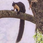 Malayan Giant Squirrel: First Survey in India