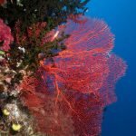 Sea Fans