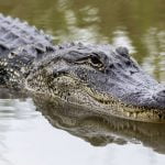 Can Alligators regrow their tails?
