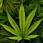 UN Commission on Narcotic Drugs