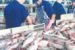 India’s Blue Revolution Transforms Fisheries Sector