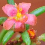 Portulaca laljii: New Species of Wild Sun Rose