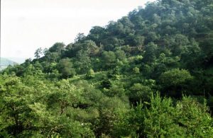 भारतीय वनस्पतियाँ