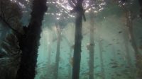 Alabama Underwater Forest