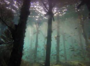 High Rainfall: A Lifesaver for Equatorial Rainforests
