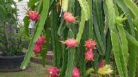 Kamalam: Gujarat renames Dragon Fruit