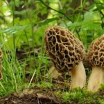 Gucchi Mushroom