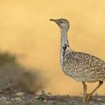 Pakistan permits Dubai Royals to hunt “Houbara Bustard”