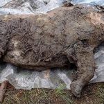 Ice Age Woolly Rhino