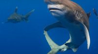 Oceanic whitetip