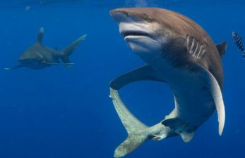Oceanic whitetip