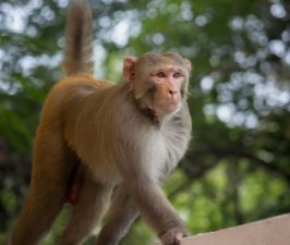 Rhesus Macaque