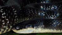 Sind Krait