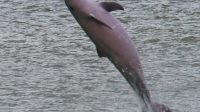 Tucuxi dolphin