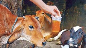 कामधेनु गौ-विज्ञान प्रचार-प्रसार परीक्षा