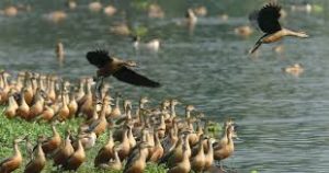 बर्ड फ्लू के प्रसार को नियंत्रित करने के लिए भारत सरकार ने नियंत्रण कक्ष स्थापित किया