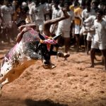 Jallikattu event in Tamil Nadu