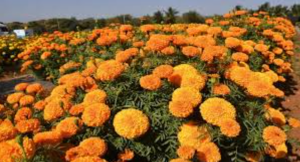 अर्क शुभ