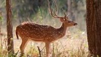 Axis deer