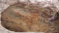 Indian Dickinsonia Fossil