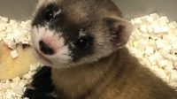 Black-footed ferret