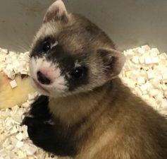 Black-footed ferret