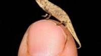 Brookesia nana