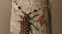 China beetle