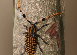 China beetle