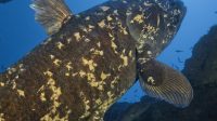 Coelacanth
