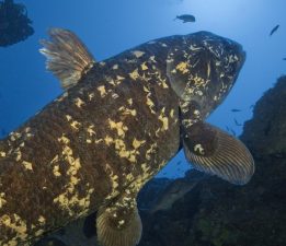 Coelacanth