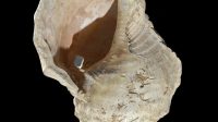 Conch of Marsoulas