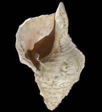 Conch of Marsoulas